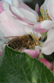 Honigbiene in einer Apfelblüte